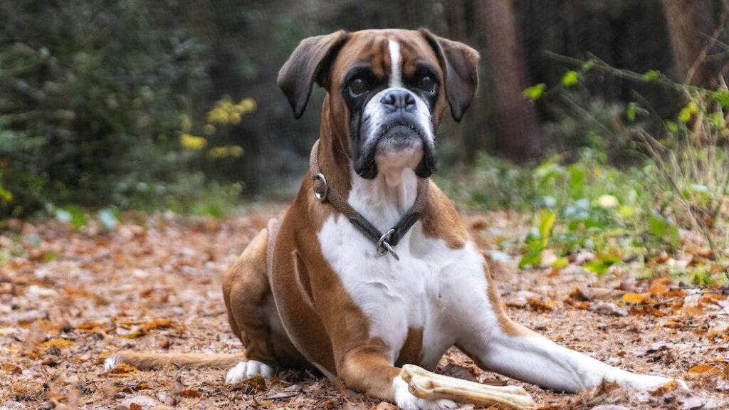 Boxer Dog With His Own Fan Club