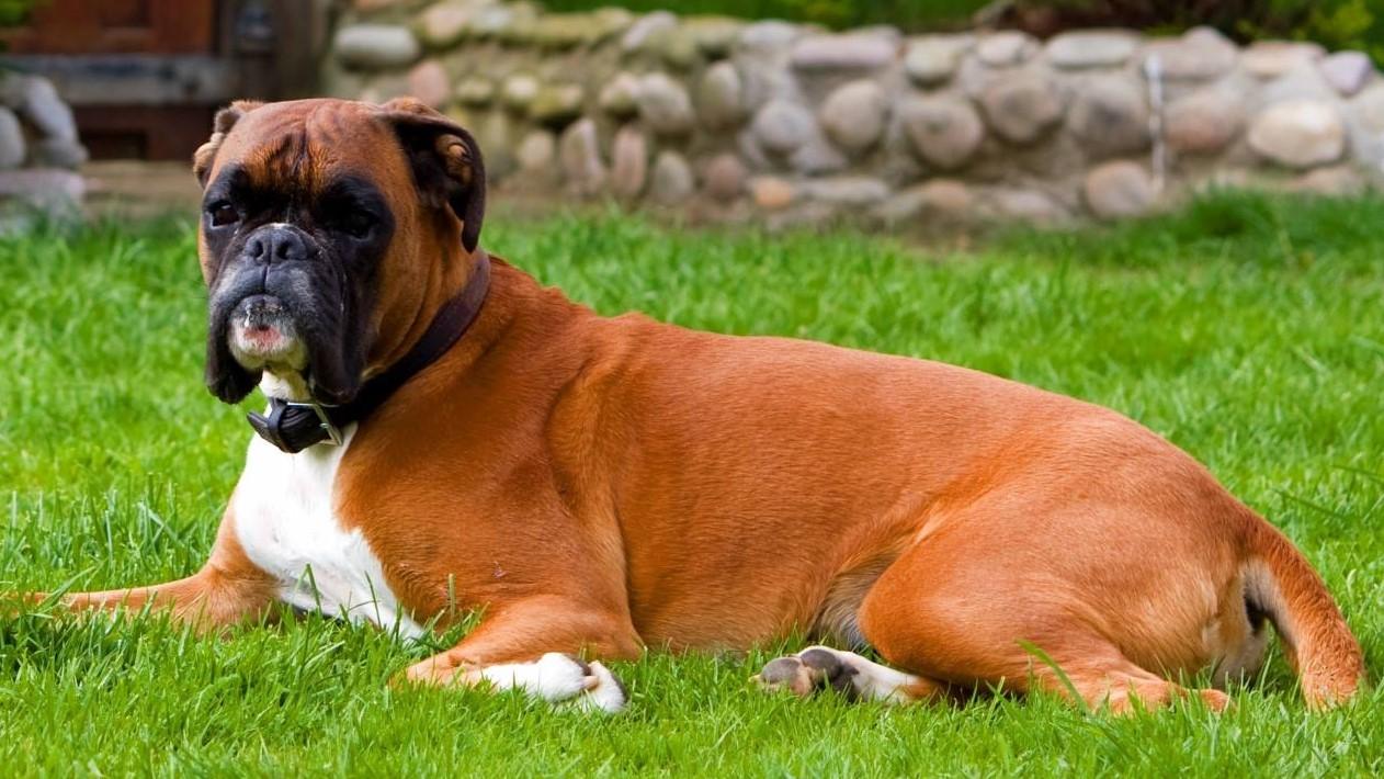 You are currently viewing Ten Things You May Not Know About Boxer Dogs