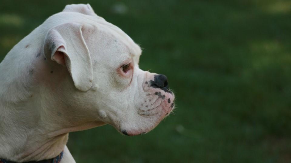 white boxer dog