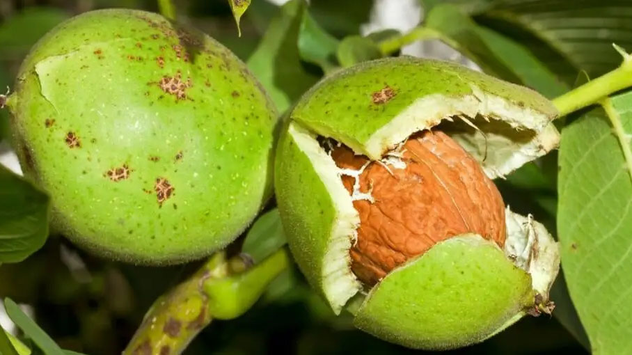 Central California came from the seeds planted from English walnuts