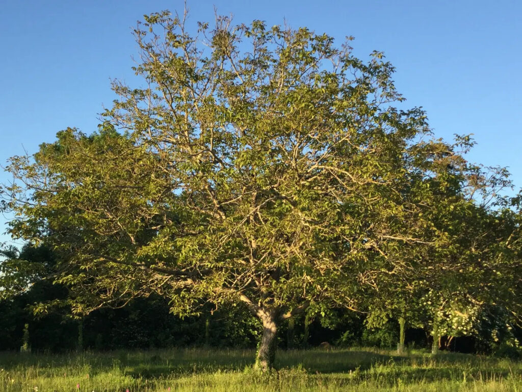 walnut tree growing