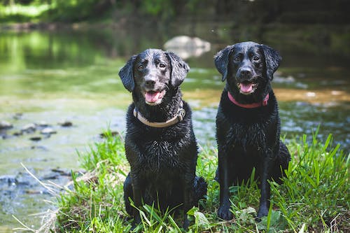 You are currently viewing 10 best dog breeds in the world