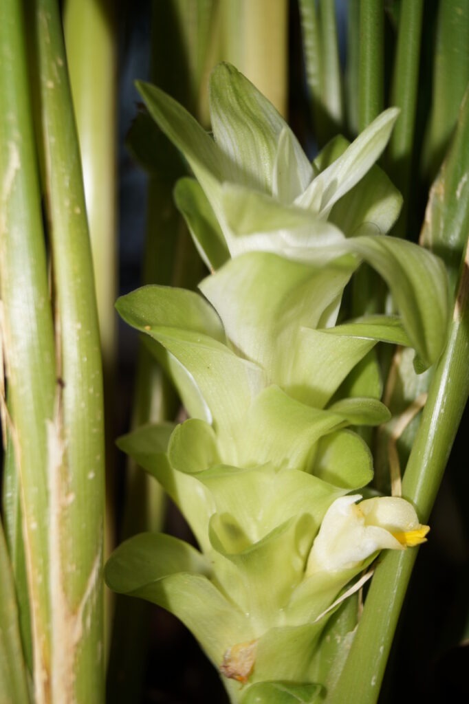 Best Indian Superfoods for Immunity: What Science Actually Says in 2026