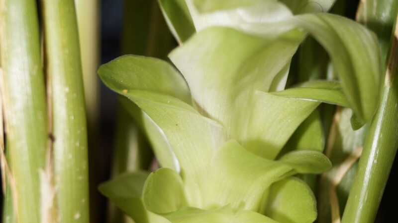 Best Indian Superfoods for Immunity: What Science Actually Says in 2026
