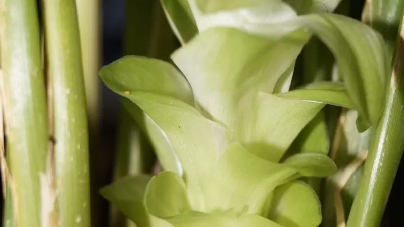 Best Indian Superfoods for Immunity: What Science Actually Says in 2026