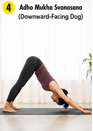 Downward-Facing Dog is one of the best-known yoga poses and forms part of many traditional yoga sequences.